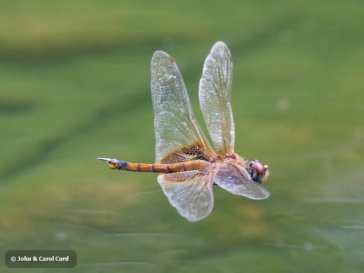 J17_3004 Orthetrum sabina male.JPG